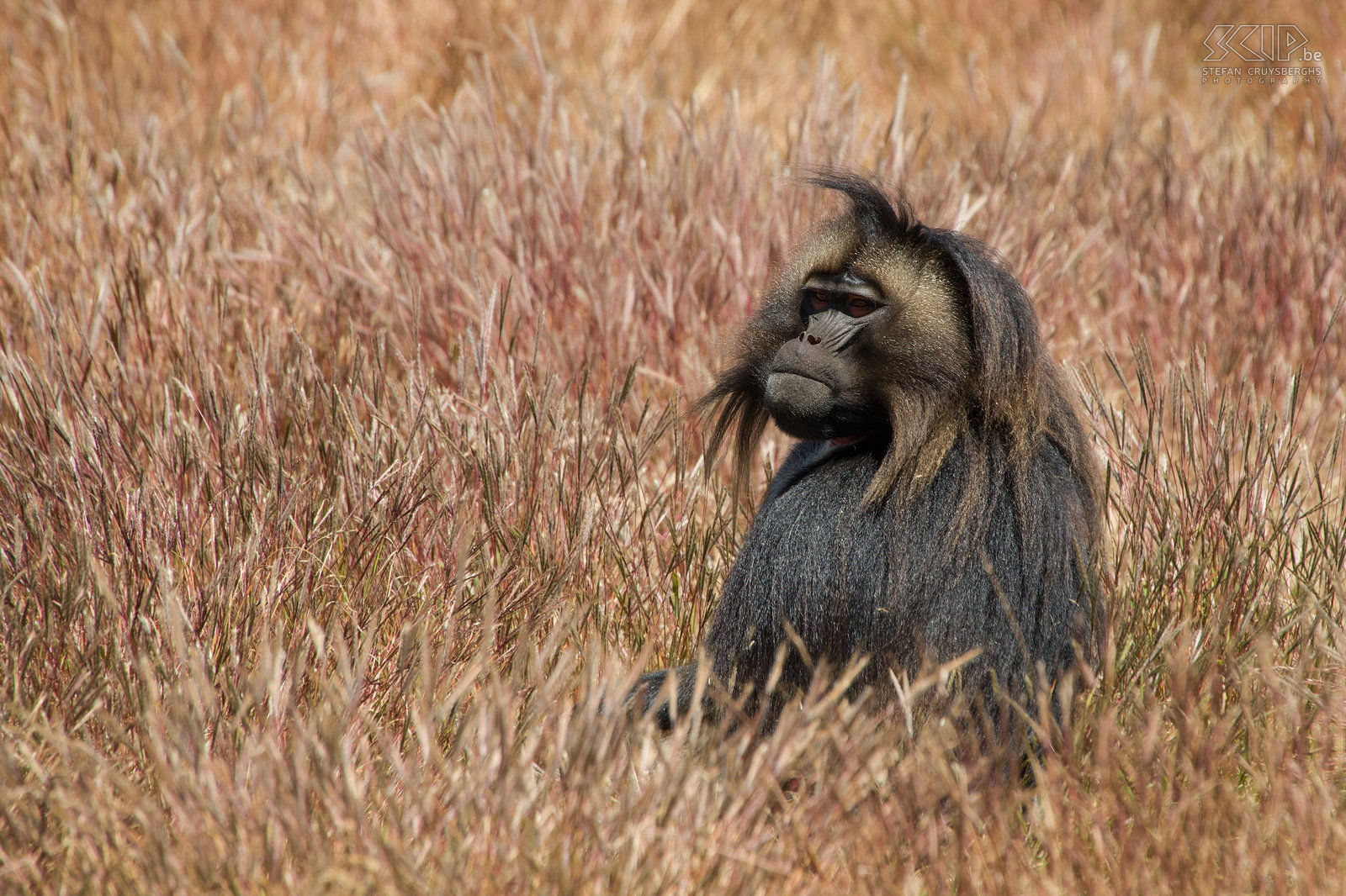 Hudad - Gelada baboon  Stefan Cruysberghs